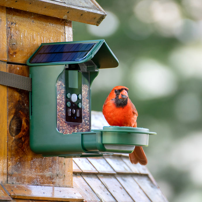 Cámara de alimentador de pájaros Bresser