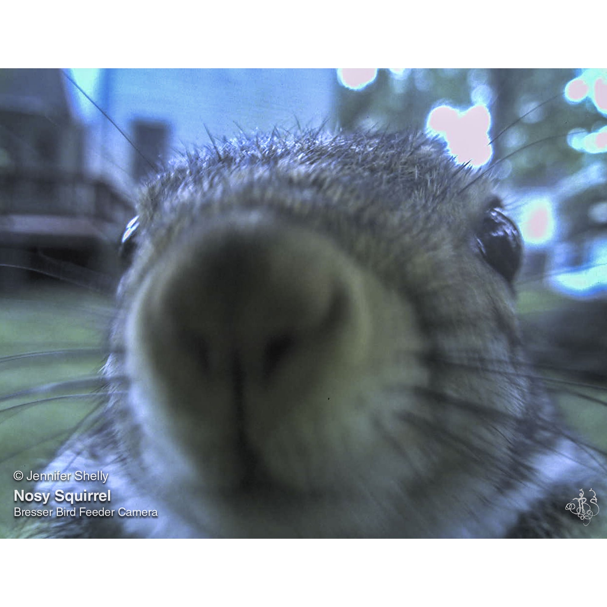 Bresser Bird Feeder Camera — Explore Scientific