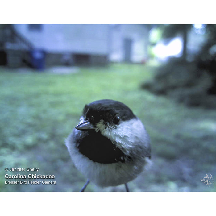 Bresser Bird Feeder Kamera